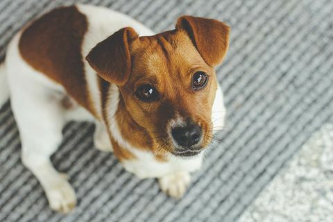 Jack Russell - die besten Hunde für die Arbeit von zu Hause aus