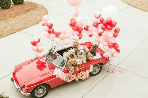 Doodle Hund Valentinstag Foto-Shooting