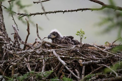 Seeadler im Vorfeld des Wiederansiedlungsprojekts überwacht