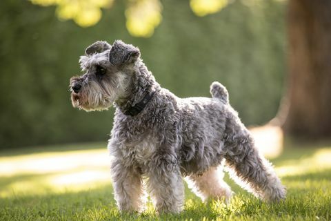 Zwergschnauzer