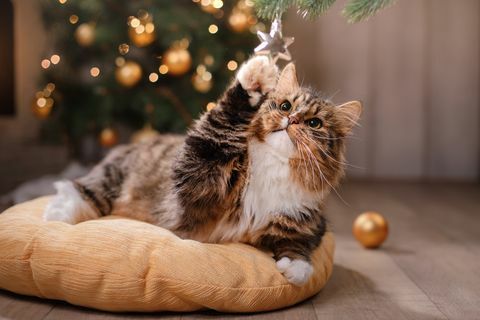 Katze sitzt auf einem Kissen