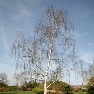 Silberbirke – Betula pendula