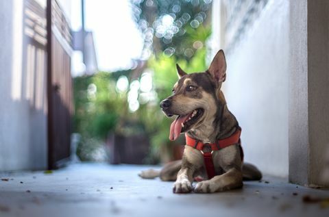 Mischlingshund - beste Rassen für die Arbeit von zu Hause aus