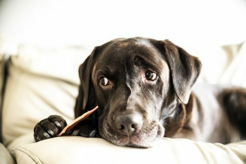 Chocolate Labrador saß mit einem Leckerbissen auf dem Sofa