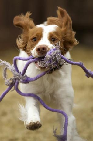 Bretagne-Spaniel