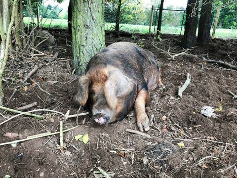 oxford sandiges und schwarzes Schwein