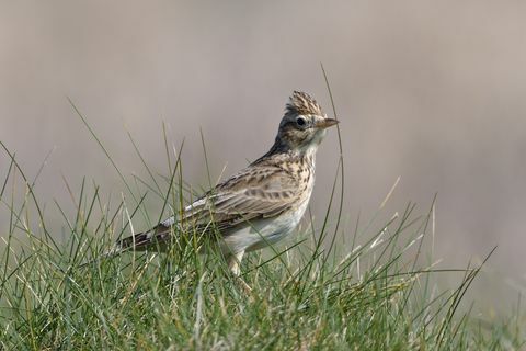 Lerche alauda arvensis Nahrungssuche in Küstenwiesen, Trevosekopf, Cornwall