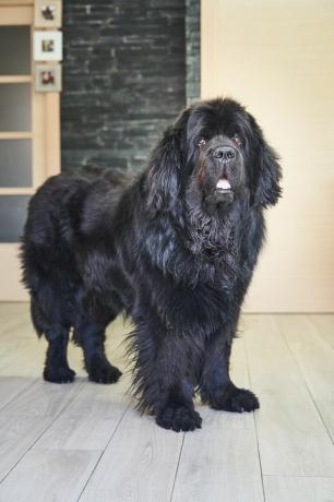 Nahaufnahme eines schwarzen Neufundländers auf der Veranda eines Hauses schöner Hund, der geduldig auf seinen Besitzer wartet