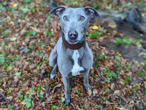 Rettungshund Bronco braucht neue Besitzer