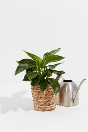 Philodendron 'Birkin'