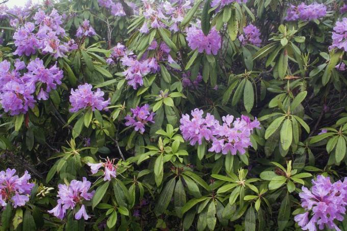 Blick auf Bergrosen Rhododendron Ponticum Das Bild wurde auf dem Berg Sis der Stadt Trabzon in der Schwarzmeerregion der Türkei aufgenommen