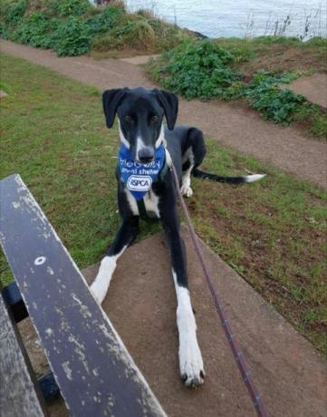 Der einsamste Hund in Großbritannien sucht ein neues Zuhause und eine liebevolle Familie