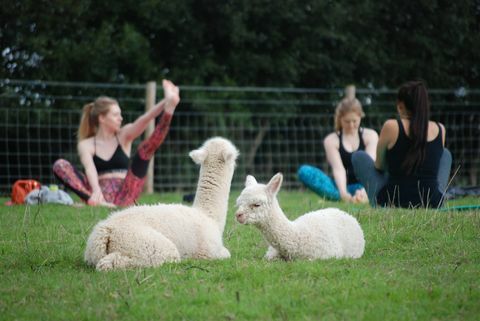 Alpaka Yoga in Devon