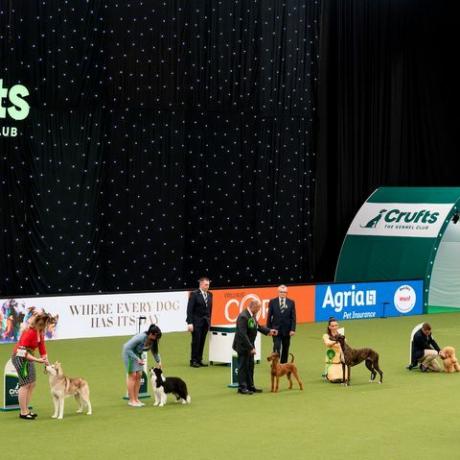 birmingham, england 13. märz crufts best in show wird im nationalen ausstellungszentrum am 13. märz 2022 in birmingham, england beurteilt. crufts kehrt dieses jahr zurück, nachdem es war Letztes Jahr wegen der Coronavirus-Pandemie abgesagt. 20.000 Teilnehmer werden teilnehmen, von denen einer schließlich von Shirlaine Forrestgetty mit dem besten Trophäenfoto ausgezeichnet wird Bilder