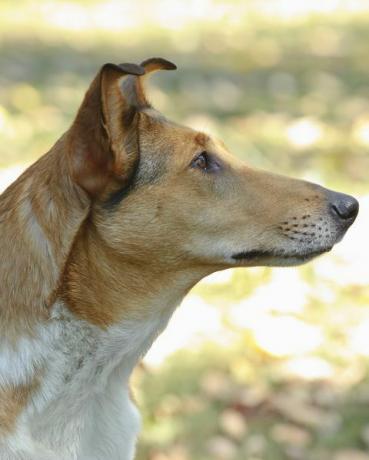 Glatter Collie-Hund