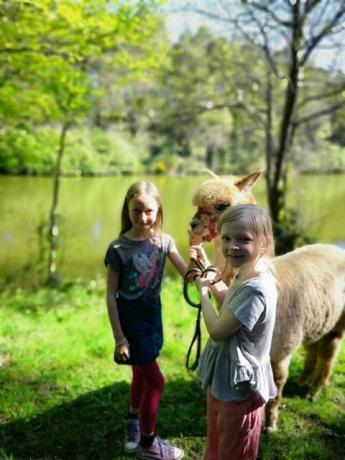 Hushabye Farm, wo Sie bei Alpakas übernachten können