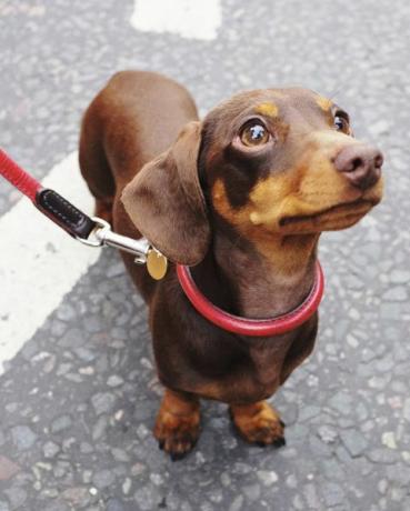 Süßer brauner Dackelhund mit roter Leine auf der East London Street