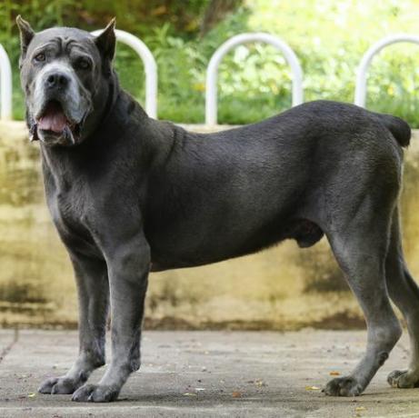 Hund der Cane Corso-Rasse im Erwachsenenalter in hochmütiger Pose