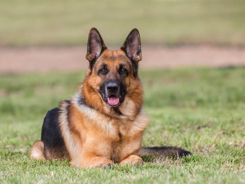 porträt des deutschen schäferhundes, der auf gras liegt