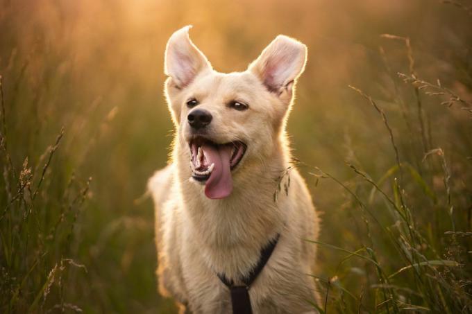 glücklicher Hund