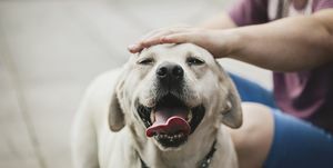 Goldener Labrador-Hund genießt es, von seinem Besitzer gestreichelt zu werden