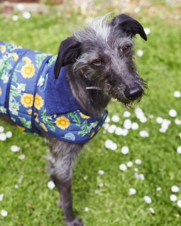 Emma Bridgewater bringt Hundesortiment auf den Markt