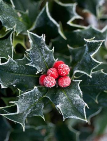 Weihnachten färbt Geschichtsstechpalmenbeeren