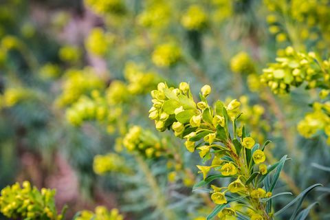 Euphorbia characias "Wulfenii" Blume