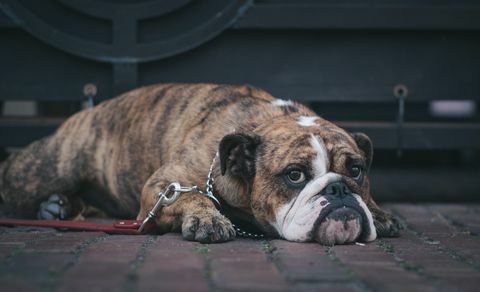 Bulldogge auf dem Boden liegend