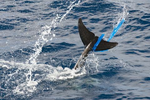 "Rissos Delfin (Grampus griseus), mit einer Plastiktüte in der Schwanzflosse, Fuerteventura, Kanarische Inseln"