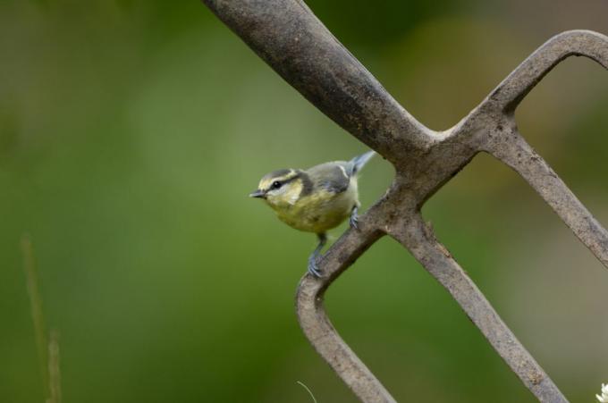 Blaumeise Parus caeruleus, Jungtier, thront auf Garden Fork Co Durham, Juli