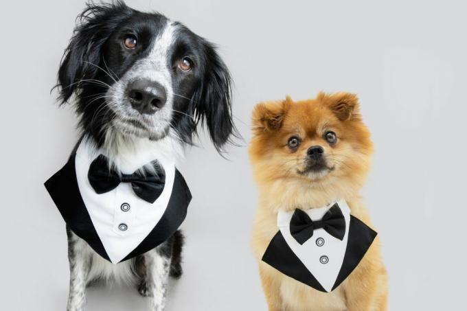 Portrait elegante Hunde, die ein Smoking-Kostüm tragen, isoliert auf grauem Hintergrund