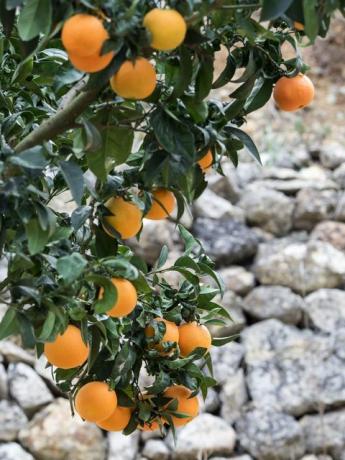 Orangenbaum vor grauer Steinwand