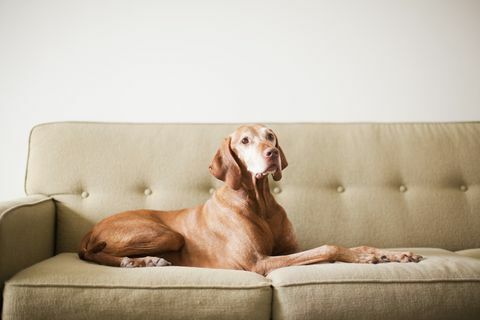 USA, Utah, Salt Lake City, Hund auf der Couch