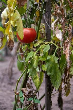 rote reife Tomate auf der verwelkten Pflanze im Gemüsegarten