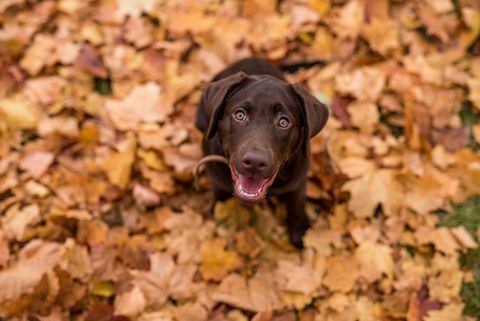 Schokoladen-Labrador-Retriever-Hund