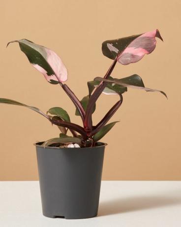 Philodendron Rosa Prinzessin