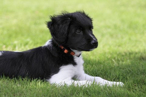 Junger holländischer friesischer Hund Stabyhoun ("Friese Stabij"), der in Gras legt