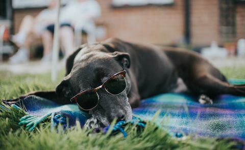 älterer Hund, auf einem Teppich liegend, auf Gras, mit Sonnenbrille