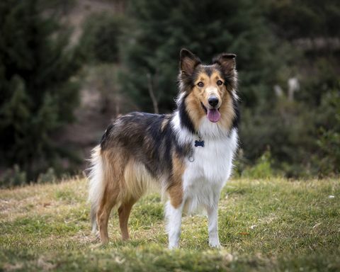 zobelfarbener reinrassiger rauer collie-hund auf gras im park in mexiko