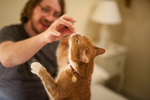 Ein Mann füttert eine Ingwerkatze mit einem Leckerbissen aus seiner Hand. Der Fokus liegt auf der Katze und der Hand des Mannes