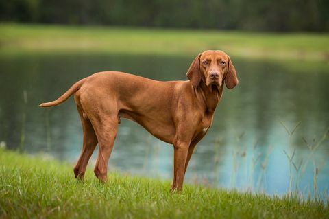 muskulöser vizsla steht am rand des sees