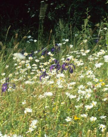 Wilde Blumen im Garten