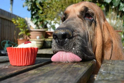 Young Pup Gewinner bei den Dog Photographer of the Year Awards