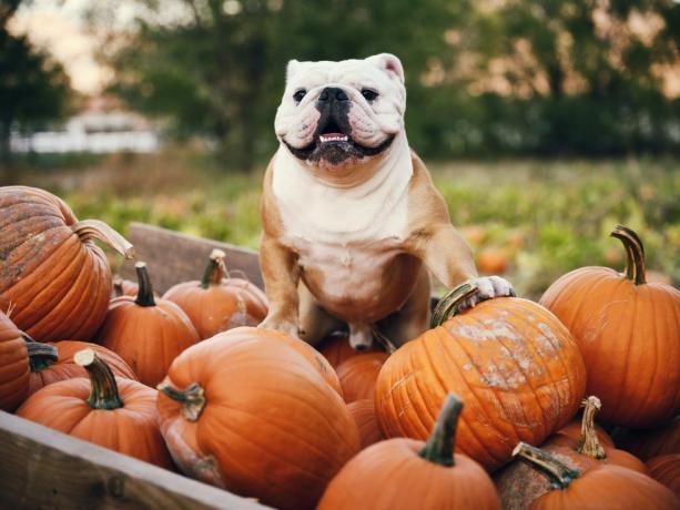 Englische Bulldogge in einem Kürbiswagen