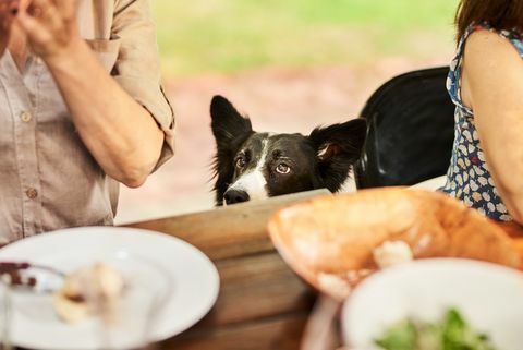 Border-Collie, der während einer Familien-Dinner-Party an einem Tisch im Freien über die Kante eines Esstisches späht