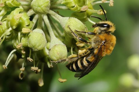 Biene auf Efeublumen