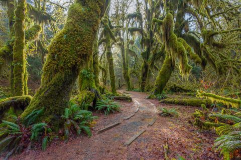 Ein Weg im feengrünen Wald Der Wald entlang des Weges ist voller alter, gemäßigter Bäume, die mit grünen und braunen Moosen bedeckt sind