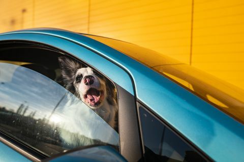 Hund, der aus dem Autofenster schaut