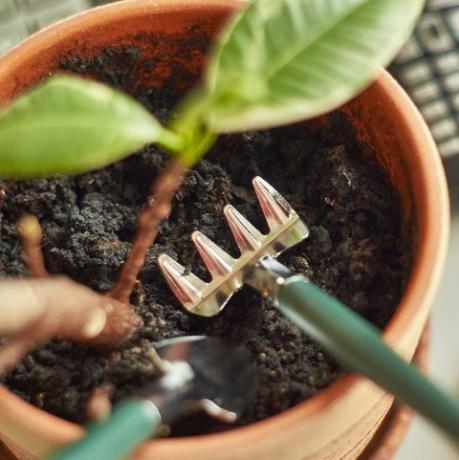 Bodenfeuchte und ph-Wert, Büropflanzen kleiner Rechen und Spaten im Blumentopf am Arbeitsplatz